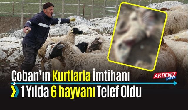 Çoban’ın Kurtlarla İmtihanı: 1 Yılda 6 hayvanı Telef Oldu