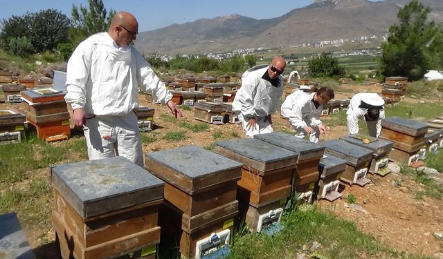 Mersin'de arıcılar sezonun ilk polen hasadını yaptı