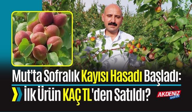 Mut'ta Sofralık Kayısı Hasadı Başladı: İlk Ürün Kaç TL'den Satıldı?