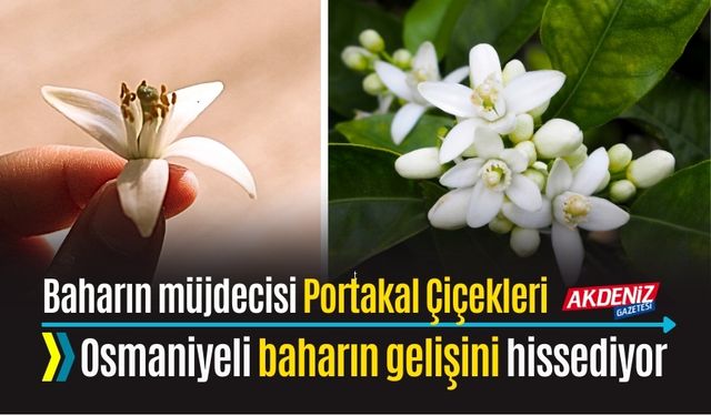 BAHARIN MÜJDECİSİ PORTAKAL ÇİÇEKLERİ OSMANİYE'Yİ SARDI