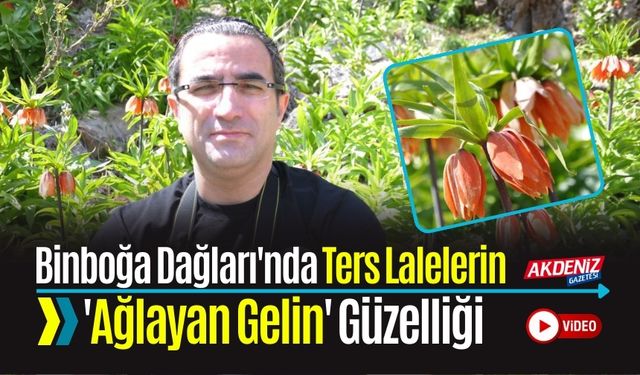 Binboğa Dağları'nda Ters Lalelerin 'Ağlayan Gelin' Güzelliği