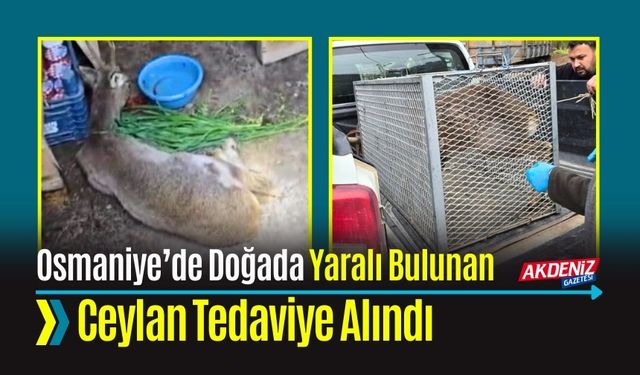 OSMANİYE’DE DOĞADA YARALI BULUNAN CEYLAN TEDAVİYE ALINDI