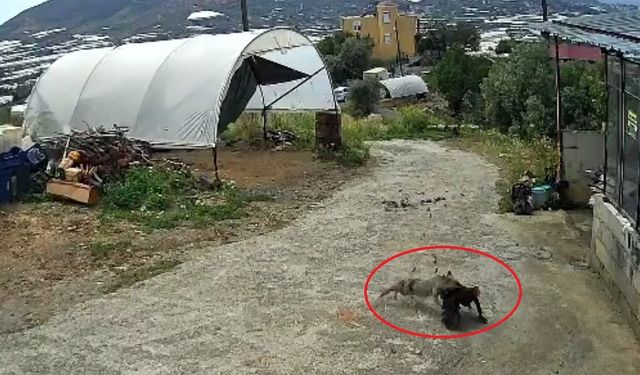 Ziyafete hazırlanan tilkiye ‘köpek’ şoku