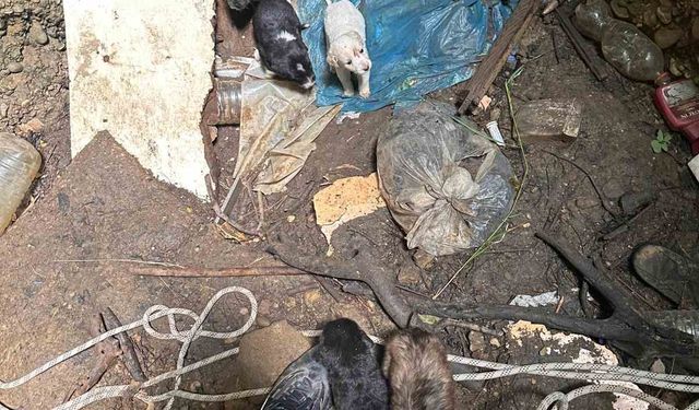 7 Can Kurtarıldı: Antalya İtfaiyesi Kuyuya Düşen Yavruları Çıkardı