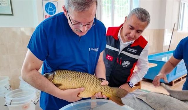Adana’da Sazan Sağımıyla Yeni Balık Yetiştirme Sezonu Başladı