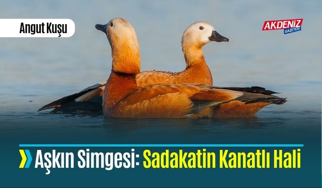 Argo Değil, Aşkın Simgesi: Sadakatin Kanatlı Hali ANGUT KUŞU