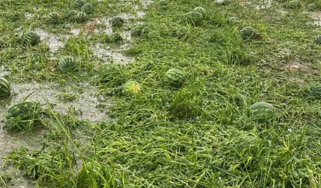 Antalya'da Sağanak ve Dolu Felaketi: Seracılık Bitti