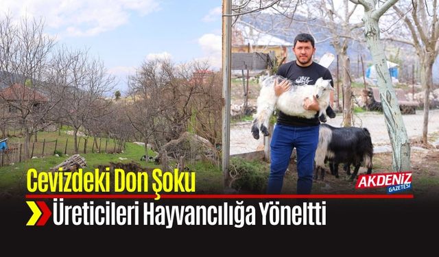 Cevizdeki Don Şoku Üreticileri Hayvancılığa Yöneltti