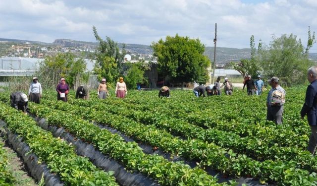 Mersin'de açık alanda üretilen tescilli Silifke çileğinde hasat sürüyor