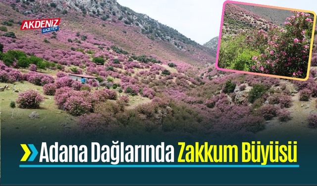 Adana Dağlarında Zakkum Büyüsü  Dağları Renklendirdi