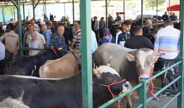Kurban Bayramı Öncesi Isparta Hayvan Pazarlarında Yoğunluk