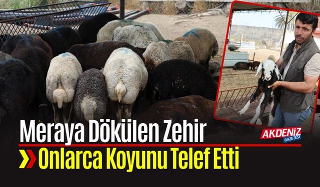 Meraya Dökülen Zehir 77 Koyunu Telef Etti Kuzular Annesiz Kaldı