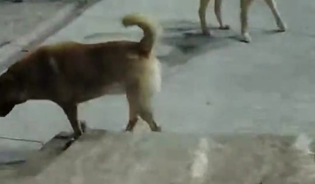 Sokak köpeklerinin saldırdığı kedi telef oldu