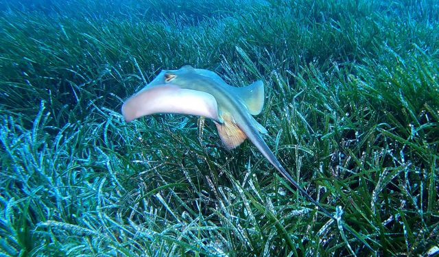 Akdeniz'in Akciğerleri Deniz Çayırları Antalya'da Görüntülendi