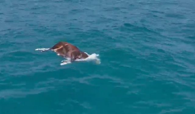 Alanya Kıyılarında Denizde İnek Bulundu