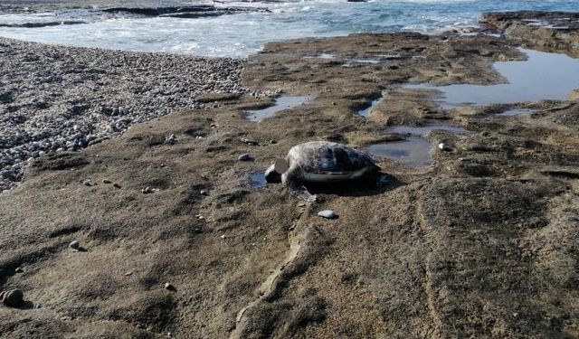 Antalya’da Başı Kesilmiş Caretta Bulundu