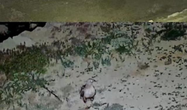 Gazipaşa Yaylası'nda Vahşi Doğa Eve Yakınlaştı