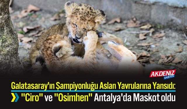 Galatasaray'ın Şampiyonluğu Aslan Yavrularına Yansıdı: "Ciro" ve "Osimhen" Antalya'da Maskot oldu