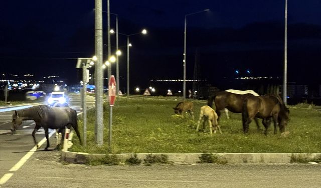 Kara Yolunda Doğal Engel: Yılkı Atları Geçişi Durdurdu