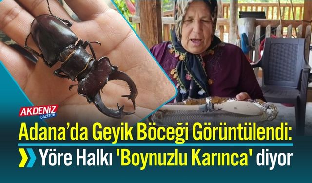 Adana’da Geyik Böceği Görüntülendi: Yöre Halkı 'Boynuzlu Karınca' diyor