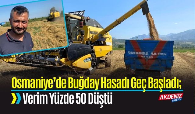 Osmaniye’de Buğday Hasadı Geç Başladı: Verim Yüzde 50 Düştü