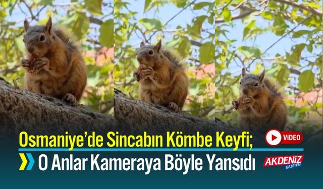 Osmaniye’de Sincabın Kömbe Keyfi; İşte o Görüntüler