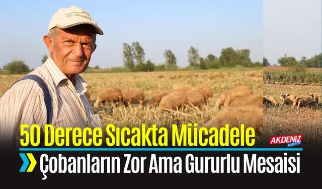Adana Kozan’da 50 Derece Sıcakta Hayvancılık Mücadelesi