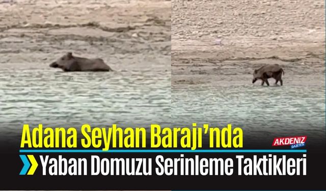 Adana Seyhan Barajı’nda Yaban Domuzunun Serinleme Taktikleri