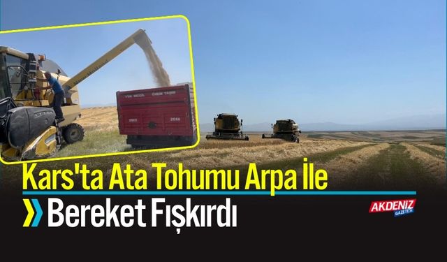 Kars'ta Ata Tohumu Arpa İle Bereket Fışkırdı