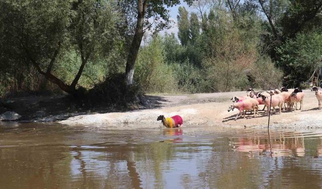 Çal’da 852 Yıllık Gelenek İptal Edildi