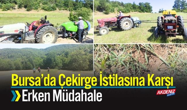 Bursa’da Çekirge İstilasına Karşı Erken Müdahale