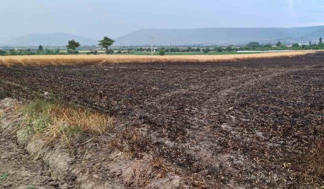 Denizli'de Buğday Tarlasına Düştü Yıldırım Yangına Sebep Oldu
