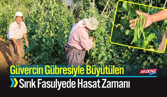 Güvercin Gübresiyle Büyütülen Sırık Fasulyede Hasat Zamanı