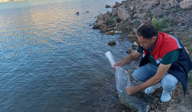 Konya'da Beyşehir Gölü'ne Yavru Sazan Takviyesi