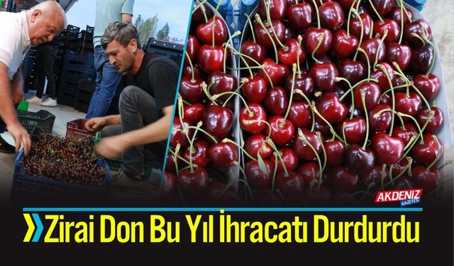Zirai Don Bu Yıl İhracatı Durdurdu
