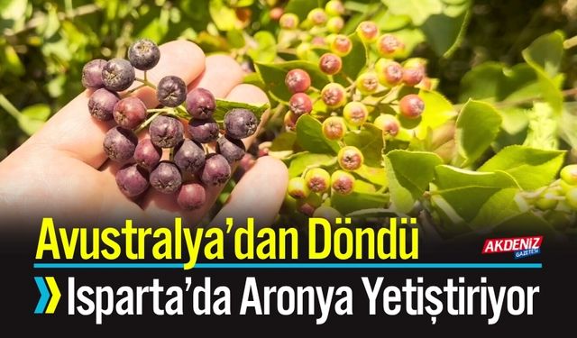 Avustralya’dan Döndü, Isparta’da Aronya Yetiştiriyor