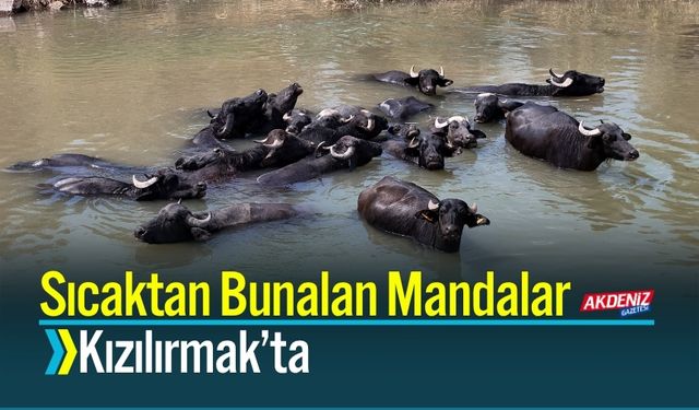 Sıcaktan Bunalan Mandalar Kızılırmak’ta