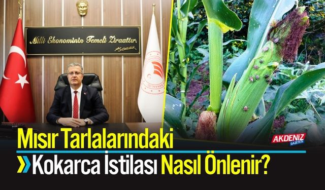Mısır Tarlalarındaki  Kokarca İstilası Nasıl Önlenir?