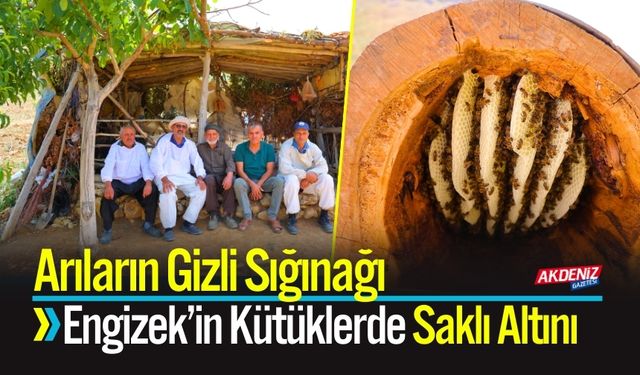 Arıların Gizli Sığınağı: Engizek’in Kütüklerde Saklı Altını