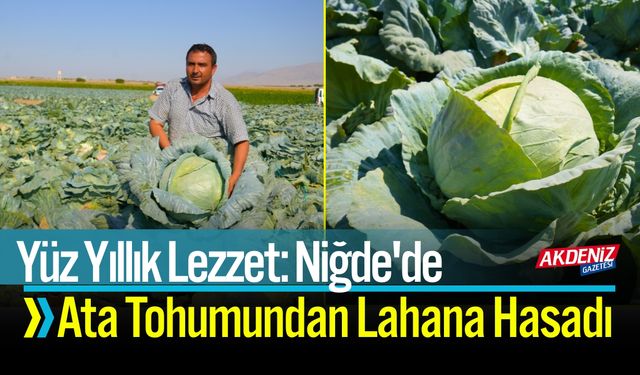 Yüz Yıllık Lezzet: Niğde'de Ata Tohumundan Lahana Hasadı