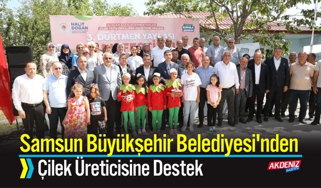 Samsun Büyükşehir Belediyesi'nden Çilek Üreticisine Destek