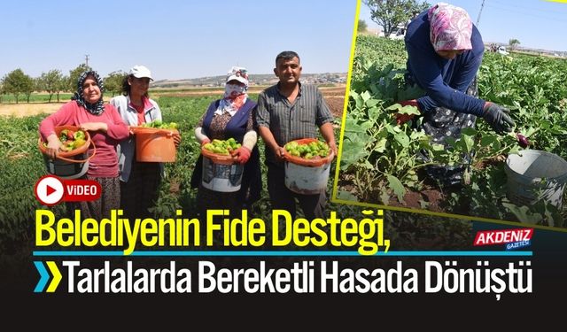 Belediyenin Fide Desteği, Tarlalarda Berekete Dönüştü