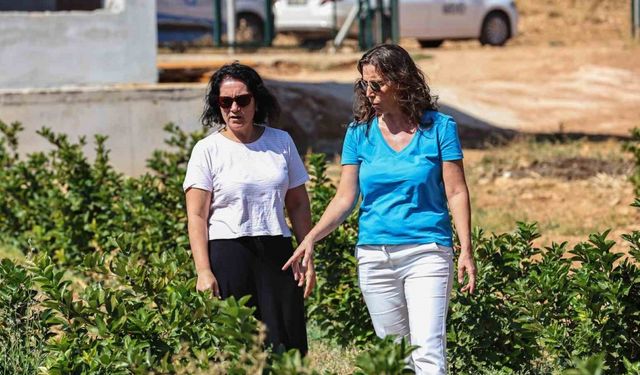 Antalya’da aronya ve böğürtlen hasadı bereketi