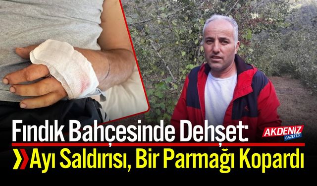 Fındık Bahçesinde Feci Olay: Ayı Saldırısı, Parmağı Koptu