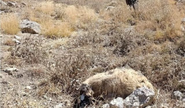 Başkale’de kurt saldırısı: Onlarca koyun telef oldu