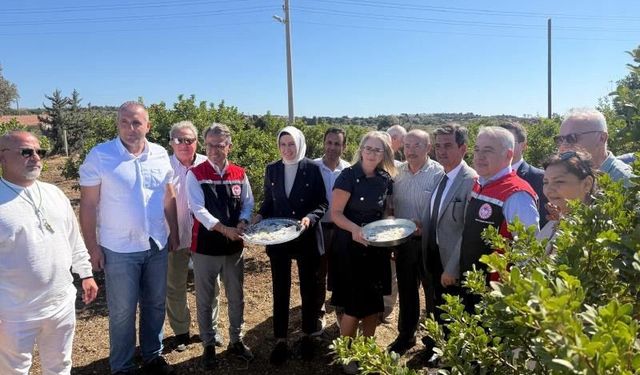Çeşme'de Coğrafi İşaretli Damla Sakızı ve Zeytin Hasadı