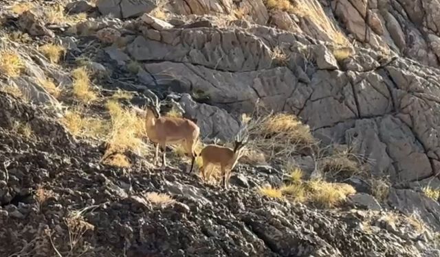 Cilo Dağı Zirvesinde Unutulmaz Anlar; Şaşırtan Sürpriz