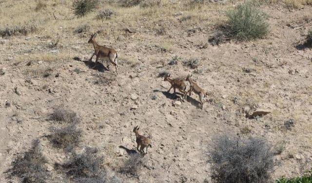 Dağ keçileri yerleşim alanına kadar geldi