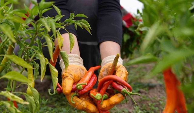 Düzce Belediyesi'nden Ata Tohumu Projesi