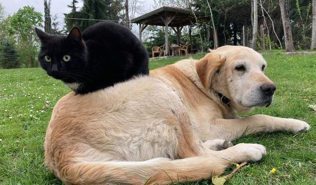 Düzce’den 800 tona yakın kedi köpek maması ihraç edildi